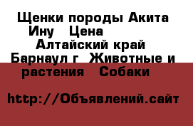 Щенки породы Акита Ину › Цена ­ 50 000 - Алтайский край, Барнаул г. Животные и растения » Собаки   